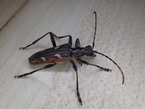 Réf. 324 246 : Rhagium bifasciatum
