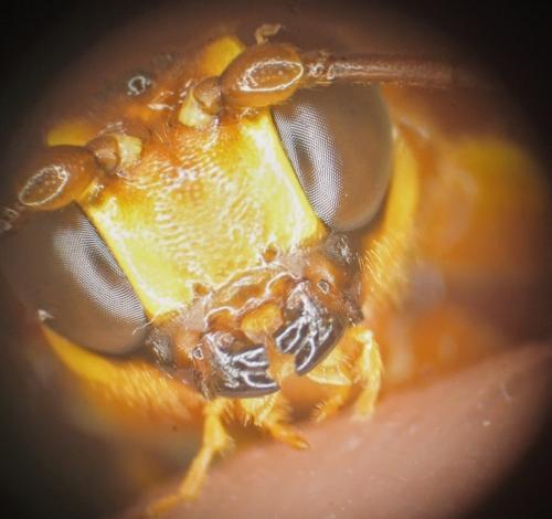 Réf. 324 427 : Megarhyssa vagatoria