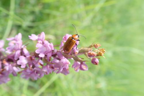 Réf. 324 535 : Exosoma lusitanicum