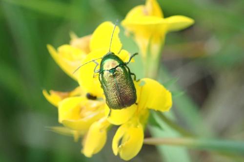 Cryptocephalus sp.