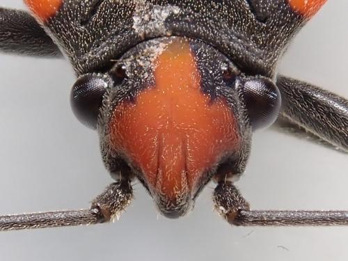 Réf. 324 272 : Lygaeus equestris