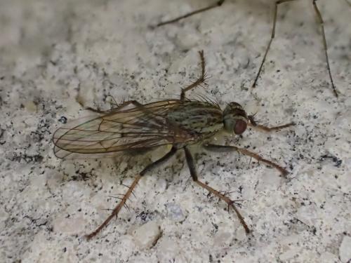 Réf. 324 478 : Scathophaga stercoraria