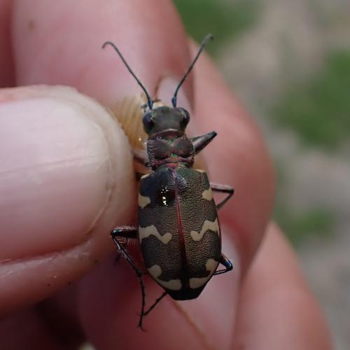 Réf. 324 558 : Cicindela hybrida