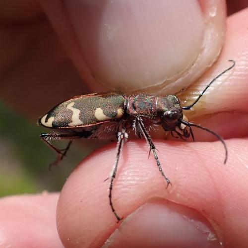 Cicindela hybrida