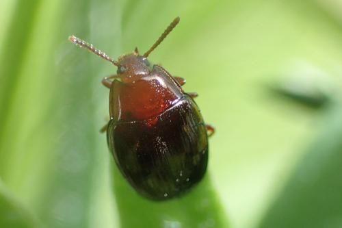 Scaphidema metallica