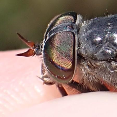 Réf. 324 753 : Hybomitra bimaculata