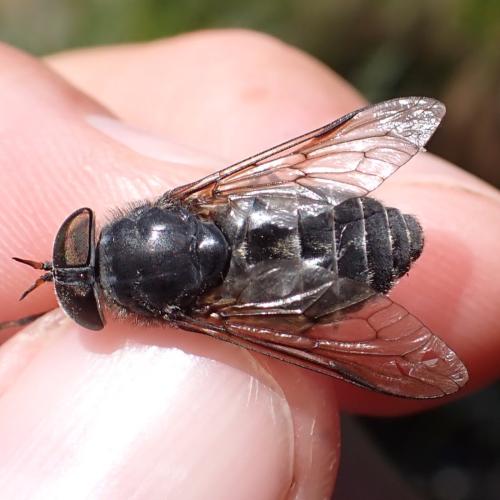 Réf. 324 752 : Hybomitra bimaculata