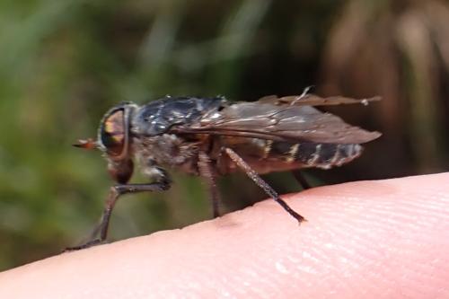 Réf. 324 942 : Hybomitra bimaculata