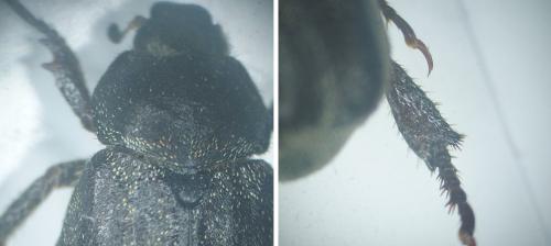 Hoplia hungarica