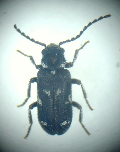Ptinomorphus angustatus