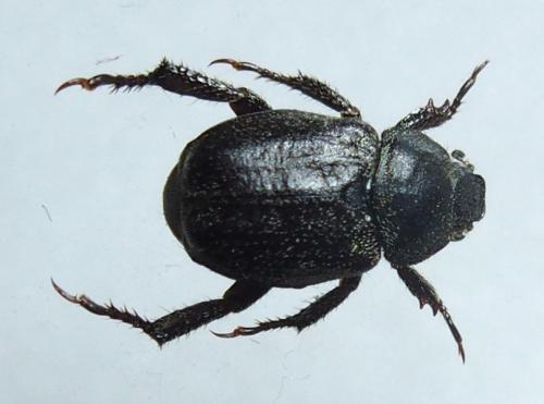 Hoplia hungarica