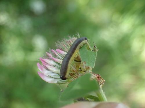 Réf. 324 718 : Dolerus sp.