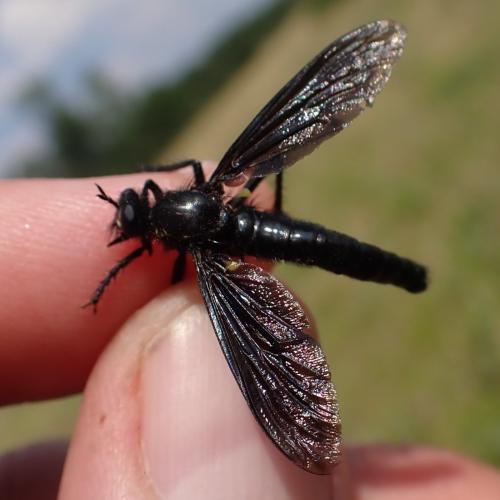 Dasypogon diadema
