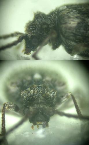 Réf. 324 838 : Ptinus palliatus