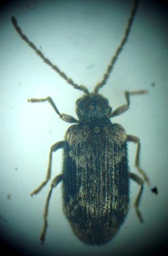 Réf. 324 836 : Ptinus palliatus
