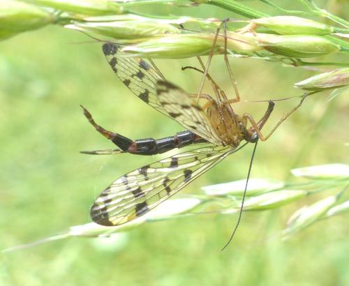 Panorpa sp.