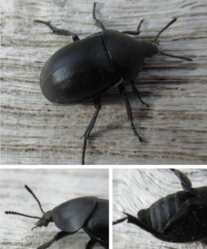 Ablattaria laevigata