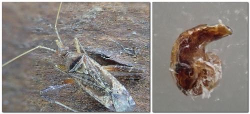 Réf. 324 837 : Phytocoris sp.