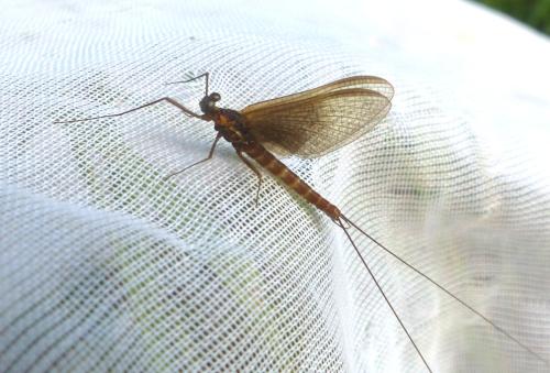 Rhithrogena picteti