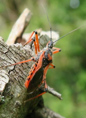 Réf. 324 571 : Rhynocoris sp.