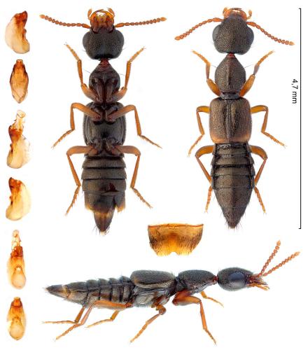Réf. 324 245 : Rugilus mixtus