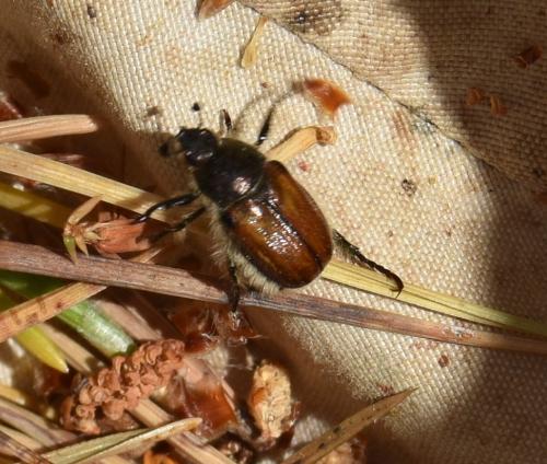 Anisoplia villosa