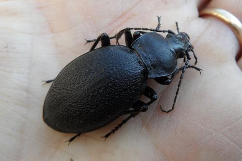 Réf. 324 826 : Carabus coriaceus
