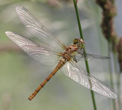 Sympetrum striolatum