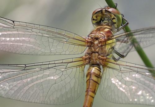 Sympetrum striolatum