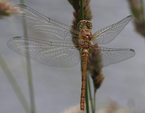 Sympetrum striolatum