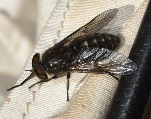 Réf. 324 110 : Hybomitra bimaculata