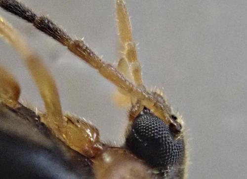 Réf. 324 155 : Conopalpus brevicollis
