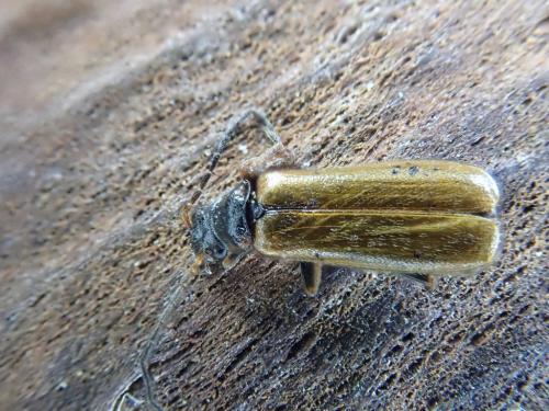 Rhagonycha sp.