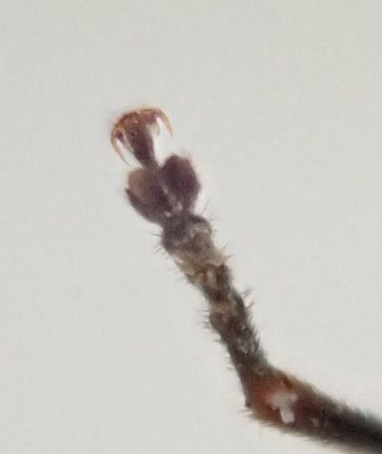 Rhagonycha sp.