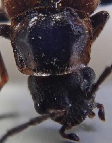 Rhagonycha sp.