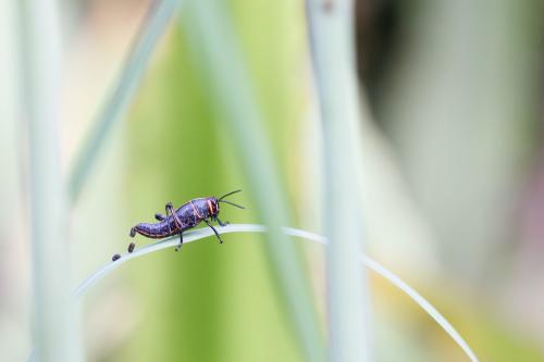 Taeniopoda varipennis