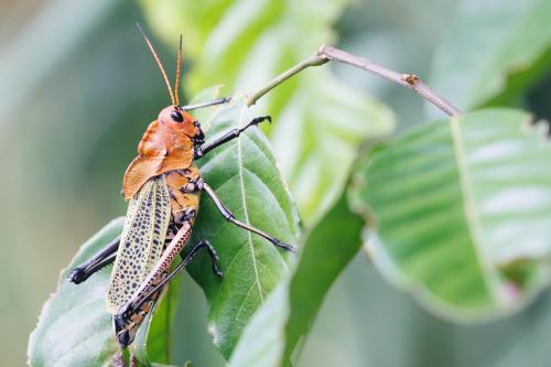 Réf. 324 406 : Taeniopoda varipennis