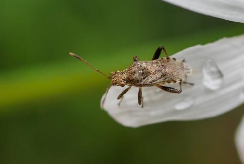 Stictopleurus punctatonervosus