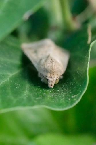 Helicoverpa armigera