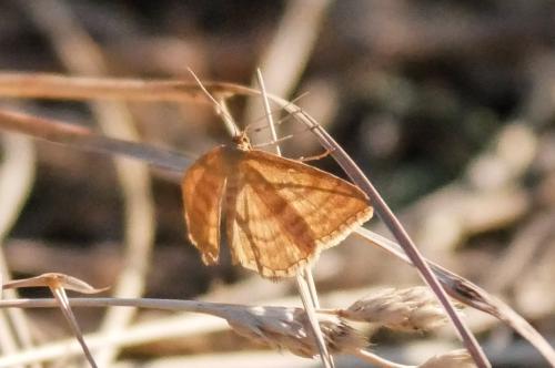 Réf. 324 298 : Idaea ochrata