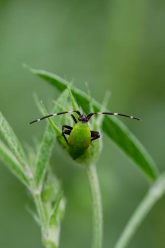 Réf. 324 358 : Adelphocoris vandalicus