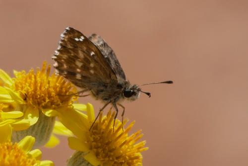 Réf. 324 617 : Carcharodus alceae