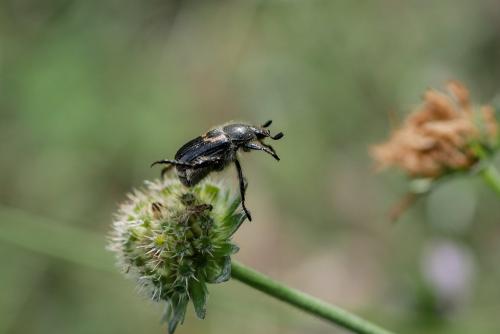 Anisoplia remota