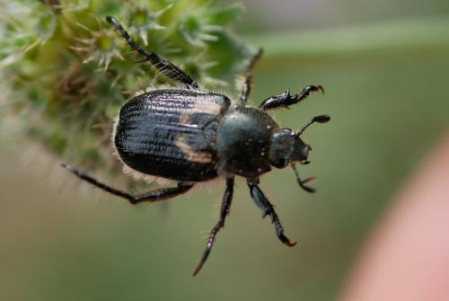 Anisoplia remota