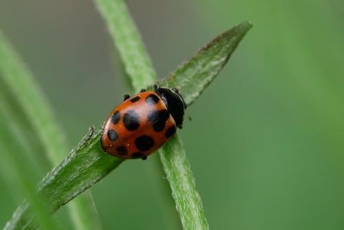Réf. 324 991 : Ceratomegilla notata