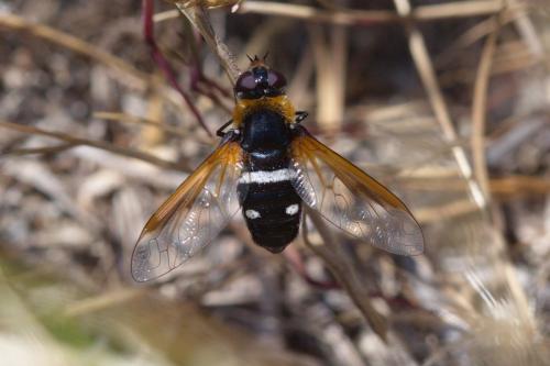Réf. 324 714 : Exoprosopa rutilla