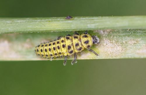 Psyllobora vigintiduopunctata