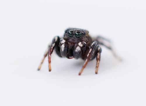 Réf. 324 396 : Heliophanus tribulosus