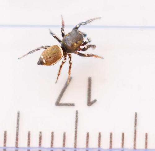 Heliophanus tribulosus