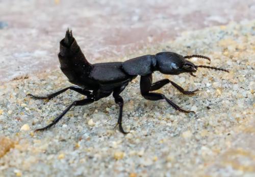Réf. 324 473 : Ocypus olens
